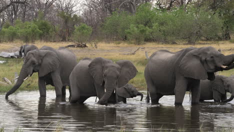 Una-Manada-De-Elefantes-Jugando-Y-Bebiendo-En-Un-Cuerpo-De-Agua