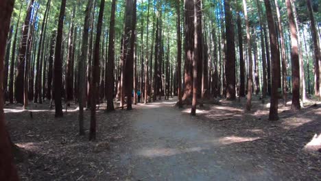 Hyperlapse-Beim-Spaziergang-Durch-Den-Redwood-Wald-In-Rotorua,-Neuseeland