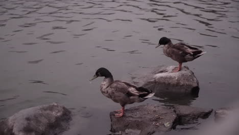 Ducks-on-lake-in-Lima,-Peru