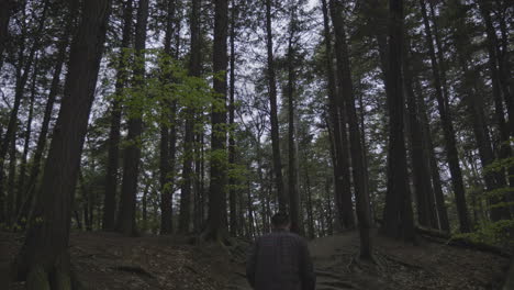 Caucasian-male-walking-through-the-forest-in-slow-motion