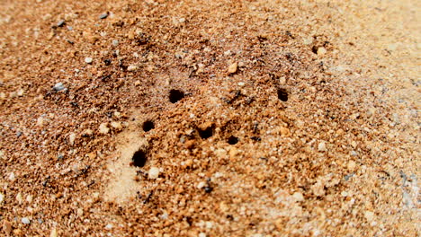 Ameisen,-Schwarze-Ameisen,-Die-Nahrung-Und-Vorräte-In-Ihre-Ameisenkolonie-Tragen