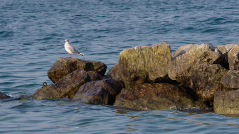 a-seagull-sitting-on-a-rock-in-the-water
