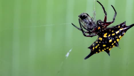 Spider-wraps-prey-with-silk-from-spinnerets-on-spider-web,-spiny-orb-weaver