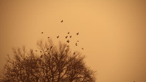 Slowmotion-Vögel-Fliegen-Auf-Einem-Orangefarbenen-Himmel