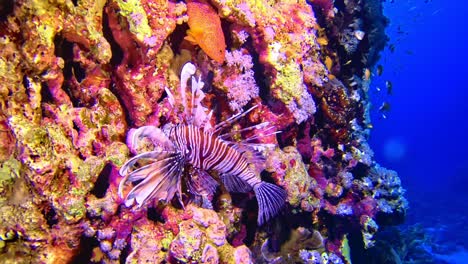 Close-up-of-the-lionfish-at-its-natural-environment-at-coral-reef