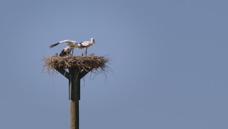 Stork-nest-with-hatchlings-on-a-clear-summerday-–-filmed-in-4K-with-100fps