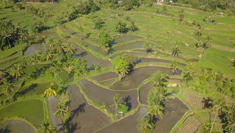 Luftaufnahmen-Der-Grünen-Reisfelder-Auf-Bali-In-4K-Und-30-Fps