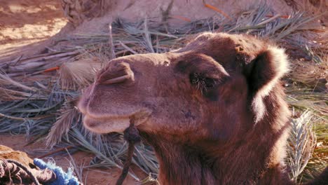 Close-Up-Retrato-De-Un-Camello-Dromedario-Masticando-Comida