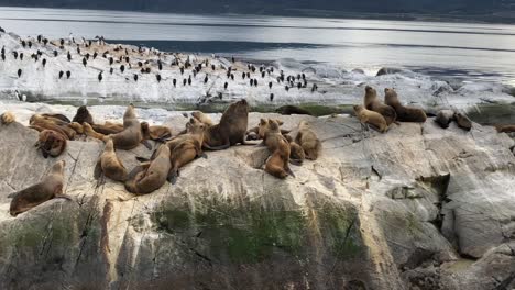 Sea-Lions-Island,-a-interaction-between-the-Alpha-Male-and-other-sea-lions