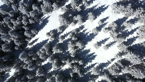 Aerial-shot-looking-down-onto-the-top-of-a-snow-covered-pine-forest-while-lifting-up-gently