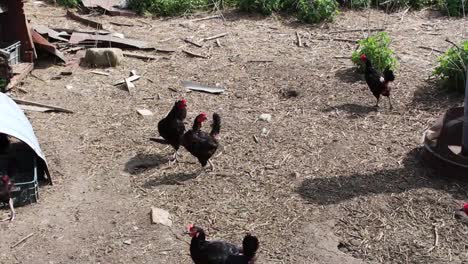 Hens-clucking-in-the-pen