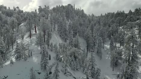 Aerial-views-of-mountains-and-trees-covered-in-fresh-snow
