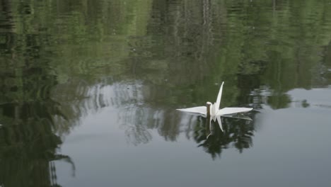 Beautiful-origami-swan-floating-on-water-surface