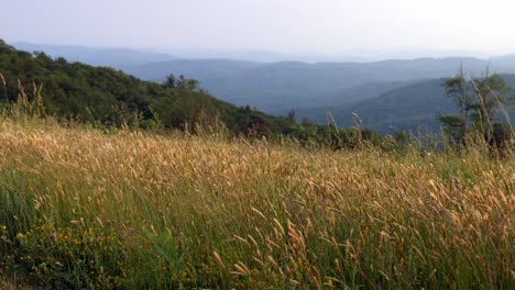 Grassy-Meadows-with-grass-blowing-in-the-wind-in-Appalachian-Mountains