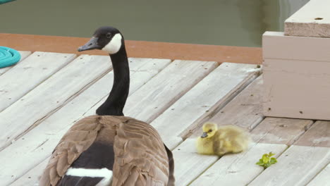 A-proud-mother-goose-sits-on-a-dock-dutifully-guarding-her-baby-gosling