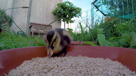 Close-up-of-a-single-mallard-duckling-sitting-in-a-food-bowl-and-eating-duck-food