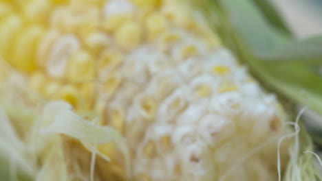 Macro-close-up-of-a-fresh-corn-on-the-cob-with-the-silk-and-husk-still-attached
