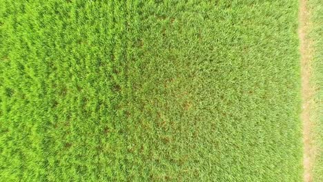 Aerial-reveal-of-crop-field-showing-tractor-tyre-marks-as-reveal-gets-wider
