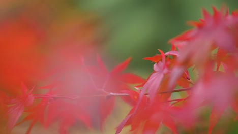 Rote-Blätter-Im-Australischen-Herbst