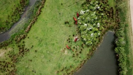 Drohnenaufnahmen-Von-Vogelperspektiven-Der-Wildkühe,-Die-In-Der-Nähe-Des-Flusses-Und-Kanals-In-Den-Niederlanden-Nach-Futter-Suchen