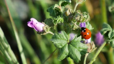A-cropped-shot-of-a-ladybug-on-a-plant