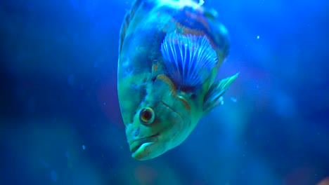 Colorful-Fishes-aquarium-slow-motion