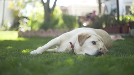 Dog-laying-on-grass,-Labrador-6