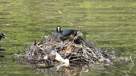 Coot-Fulica-atra-nesting-with-its-colorful-chicks-on-a-nest-in-the-middle-of-a-lake