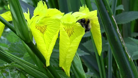 Eine-Biene-Sammelt-Nektar-Aus-Einer-Gelben-Iris