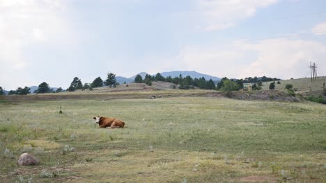 Eine-Einzelne-Kuh-Entspannt-Sich-Auf-Einem-Feld-In-Colorado
