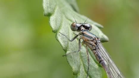 A-green-dragon-fly-sits-on-a-green-leave,-macro-shot