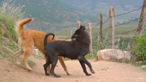 Zwei-Hunde-Spielen-Und-Führen-Einen-Freundschaftlichen-Kampf-Am-Rande-Der-Hängebrücke-In-Punakha,-Bhutan