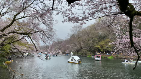 Menschen-Genießen-Es,-Boote-Am-See-Des-Inokashira-Parks-Mit-Kirschblüten-Zu-Steuern