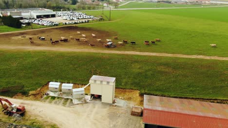 Drone-shot-of-the-Cow's-walking-in-the-Farm