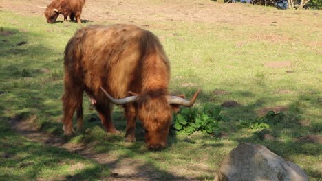 Highland-Cow-in-field-showing-his-long-hairs