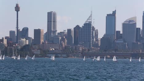 Ein-Segelbootrennen-Am-Späten-Nachmittag-Im-Hafen-Von-Sydney