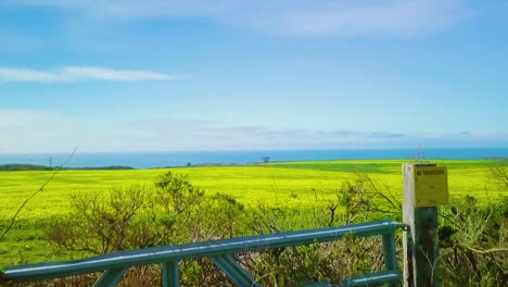 Luftaufnahme,-Schöne-Aussicht-Auf-Gelbe-Blumen-Auf-Dem-Highway-1,-Kalifornische-Küste