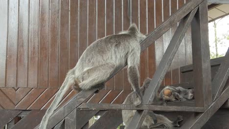 Macacos-Sentados-En-Una-Escalera-De-Madera-En-Un-Parque-Nacional-En-Las-Selvas-Tropicales-De-Borneo-A-Cámara-Lenta