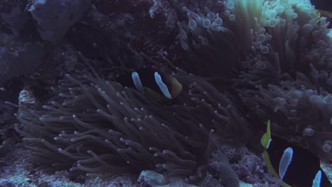 Eine-Nahaufnahme-Von-Zwei-Clownfischen-In-Einer-Anemone-Im-Indischen-Ozean,-Malediven
