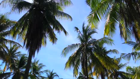 Coconut-trees-in-the-blue-sky-in-Gili-Trawangan,-Bali,-Lombok,-Indonesia