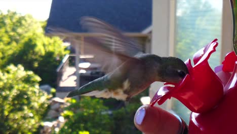 In-a-backyard-in-the-suburbs,-A-tiny-humming-bird-with-green-feathers-hovers-around-a-bird-feeder-in-slow-motion-and-takes-a-drink-landing-on-a-human-finger-next-to-the-hanging-sugar-water-dispenser