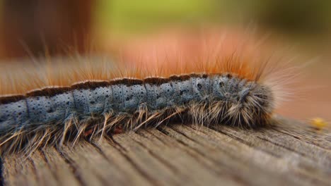 Extreme-macro-close-up-and-extreme-slow-motion-of-a-Western-Tent-Caterpillar-moth-getting-greeting-by-a-bug