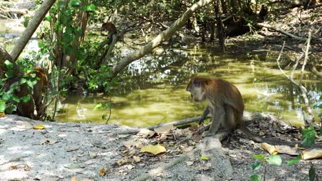 Mono-Salvaje-Comiendo-Maní-En-El-área-De-Manglares
