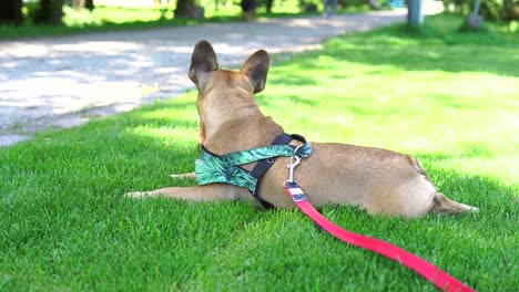 French-Bulldog-have-a-rest-in-park