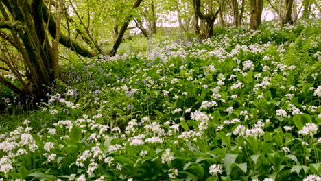 Springtime-scene-in-an-English-woodland-with-ferns,-Ramsons-and-Bluebells-covering-the-ground,-tilt-shot