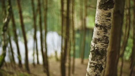 closeup-of-a-birch-tree-in-a-forest-near-a-lake
