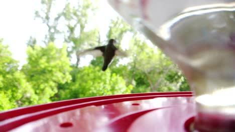 The-best-close-up-of-A-tiny-fat-humming-bird-with-brown-feathers-flying-in-to-a-bird-feeder-in-slow-motion-and-taking-a-drink-and-then-flying-away