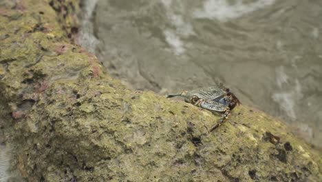 Crab-on-Rock-with-Water-Crashing-in