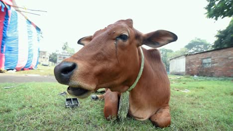 Brown-cow-chewing-grass-on-ground,-wide-close-up-shot-of-cow's-mouth-and-face