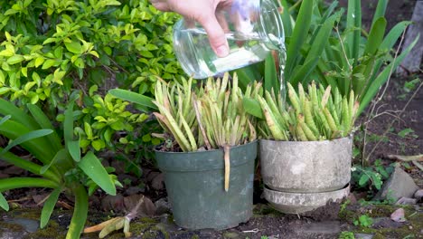 Watering-dry-neglected-aloe-vera-house-plants-in-outdoor-pots